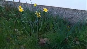 Mehr über den Artikel erfahren Hoffnungszeichen – Osterglocken. Ein Wink der Auferstehung am Rande…des Pfarrhauses