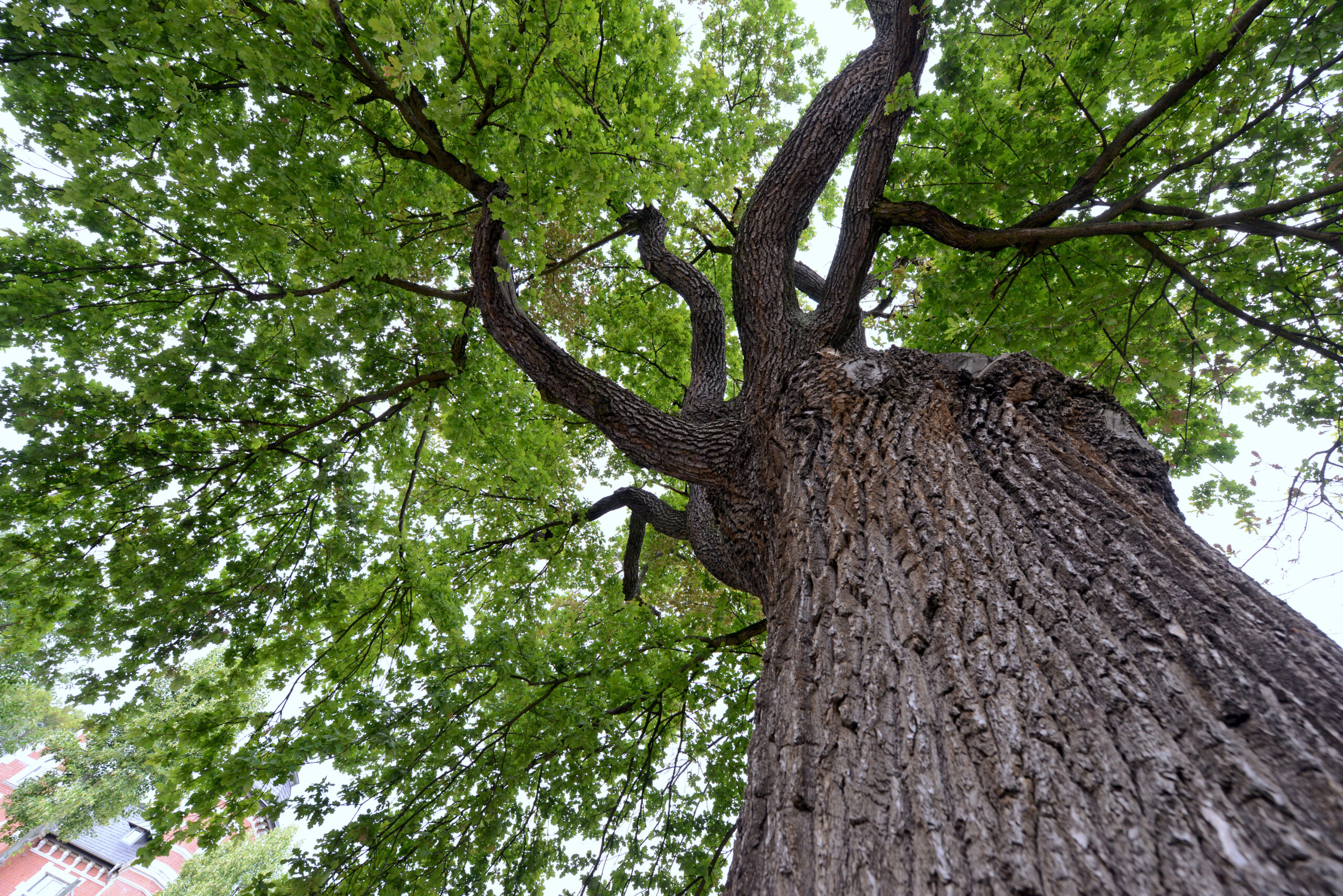 You are currently viewing 1 Baum für Ostheim – Die Klimagruppe informiert